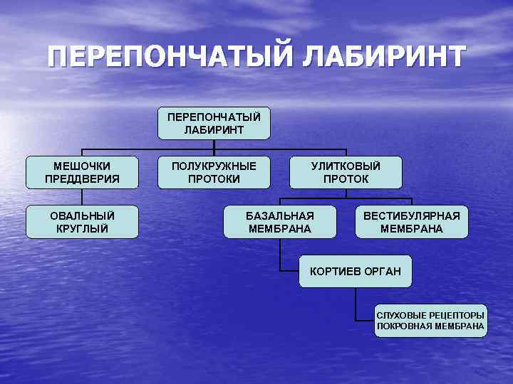 ПЕРЕПОНЧАТЫЙ ЛАБИРИНТ МЕШОЧКИ ПРЕДДВЕРИЯ ОВАЛЬНЫЙ КРУГЛЫЙ ПОЛУКРУЖНЫЕ ПРОТОКИ УЛИТКОВЫЙ ПРОТОК БАЗАЛЬНАЯ МЕМБРАНА ВЕСТИБУЛЯРНАЯ МЕМБРАНА