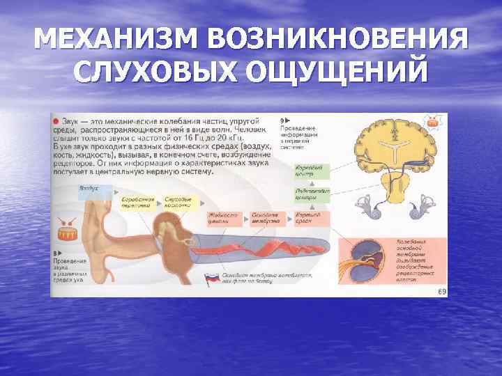 Слуховые ощущения