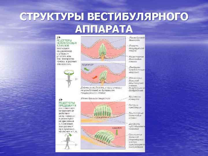 СТРУКТУРЫ ВЕСТИБУЛЯРНОГО АППАРАТА 