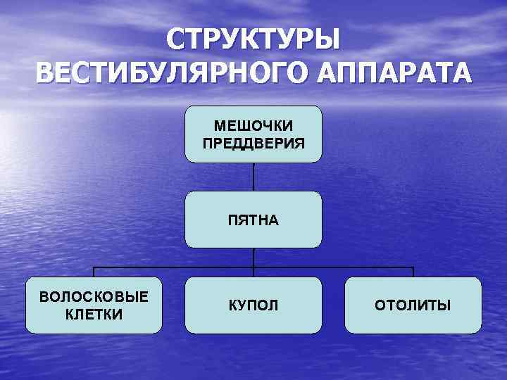 СТРУКТУРЫ ВЕСТИБУЛЯРНОГО АППАРАТА МЕШОЧКИ ПРЕДДВЕРИЯ ПЯТНА ВОЛОСКОВЫЕ КЛЕТКИ КУПОЛ ОТОЛИТЫ 