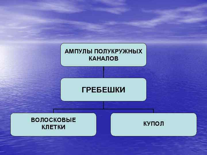 АМПУЛЫ ПОЛУКРУЖНЫХ КАНАЛОВ ГРЕБЕШКИ ВОЛОСКОВЫЕ КЛЕТКИ КУПОЛ 