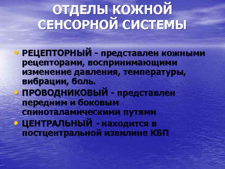 ОТДЕЛЫ КОЖНОЙ СЕНСОРНОЙ СИСТЕМЫ • РЕЦЕПТОРНЫЙ - представлен кожными • • рецепторами, воспринимающими изменение