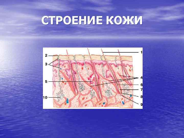 СТРОЕНИЕ КОЖИ 