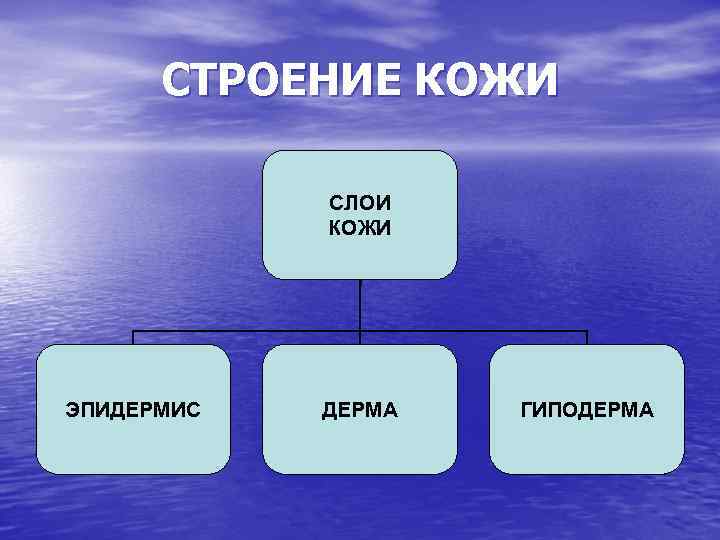 СТРОЕНИЕ КОЖИ СЛОИ КОЖИ ЭПИДЕРМИС ДЕРМА ГИПОДЕРМА 