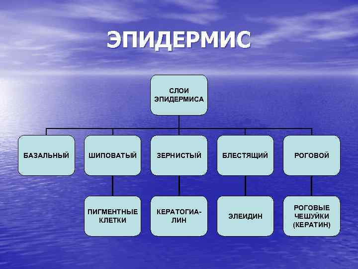 ЭПИДЕРМИС СЛОИ ЭПИДЕРМИСА БАЗАЛЬНЫЙ ШИПОВАТЫЙ ЗЕРНИСТЫЙ ПИГМЕНТНЫЕ КЛЕТКИ КЕРАТОГИАЛИН БЛЕСТЯЩИЙ РОГОВОЙ ЭЛЕИДИН РОГОВЫЕ ЧЕШУЙКИ