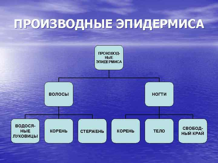 ПРОИЗВОДНЫЕ ЭПИДЕРМИСА ВОЛОСЫ ВОДОСЯНЫЕ ЛУКОВИЦЫ КОРЕНЬ НОГТИ СТЕРЖЕНЬ КОРЕНЬ ТЕЛО СВОБОДНЫЙ КРАЙ 