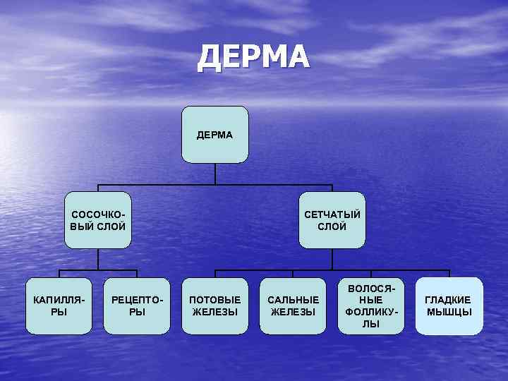 ДЕРМА СОСОЧКОВЫЙ СЛОЙ КАПИЛЛЯРЫ РЕЦЕПТОРЫ СЕТЧАТЫЙ СЛОЙ ПОТОВЫЕ ЖЕЛЕЗЫ САЛЬНЫЕ ЖЕЛЕЗЫ ВОЛОСЯНЫЕ ФОЛЛИКУЛЫ ГЛАДКИЕ