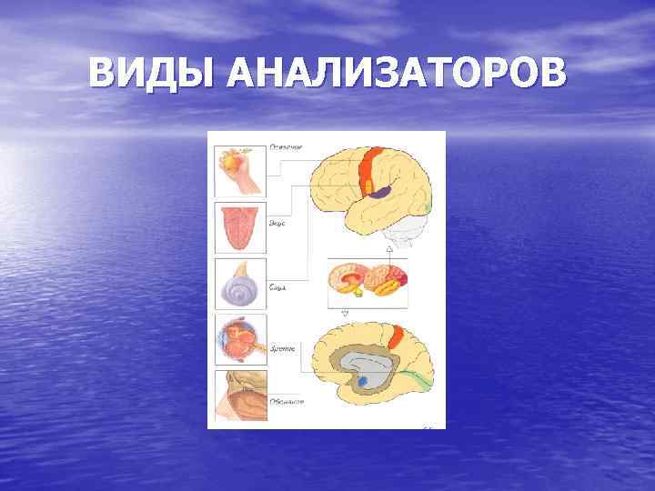 ВИДЫ АНАЛИЗАТОРОВ 