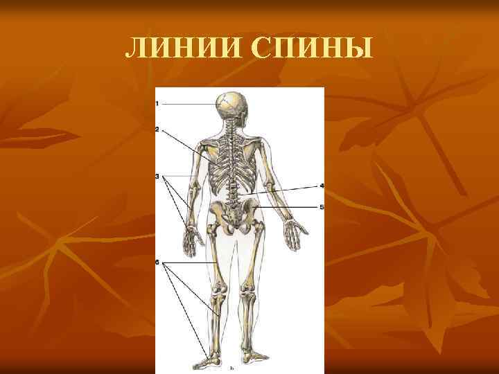 ЛИНИИ СПИНЫ 