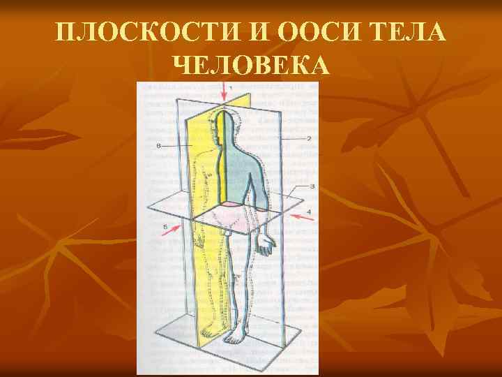 ПЛОСКОСТИ И ООСИ ТЕЛА ЧЕЛОВЕКА 