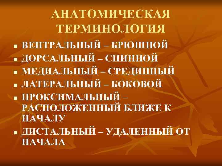 АНАТОМИЧЕСКАЯ ТЕРМИНОЛОГИЯ n n n ВЕНТРАЛЬНЫЙ – БРЮШНОЙ ДОРСАЛЬНЫЙ – СПИННОЙ МЕДИАЛЬНЫЙ – СРЕДИННЫЙ