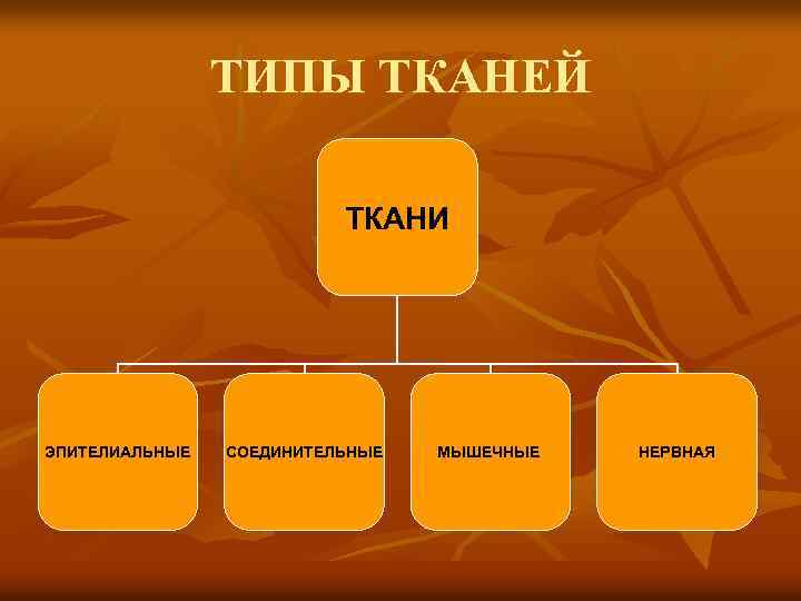 ТИПЫ ТКАНЕЙ ТКАНИ ЭПИТЕЛИАЛЬНЫЕ СОЕДИНИТЕЛЬНЫЕ МЫШЕЧНЫЕ НЕРВНАЯ 