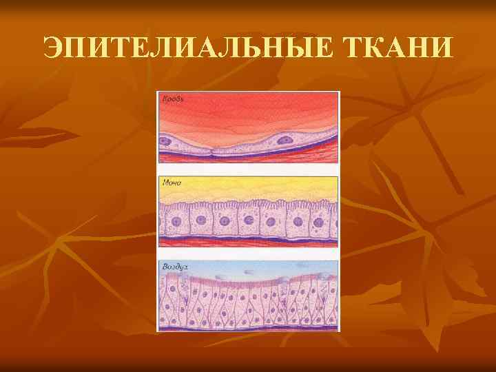 ЭПИТЕЛИАЛЬНЫЕ ТКАНИ 