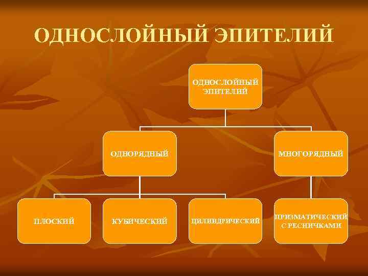 ОДНОСЛОЙНЫЙ ЭПИТЕЛИЙ ОДНОРЯДНЫЙ ПЛОСКИЙ КУБИЧЕСКИЙ МНОГОРЯДНЫЙ ЦИЛИНДРИЧЕСКИЙ ПРИЗМАТИЧЕСКИЙ С РЕСНИЧКАМИ 