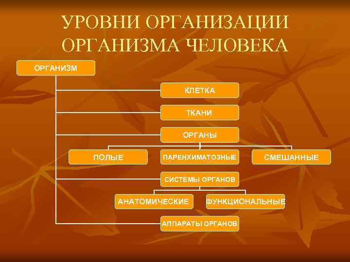 Уровни организации организма