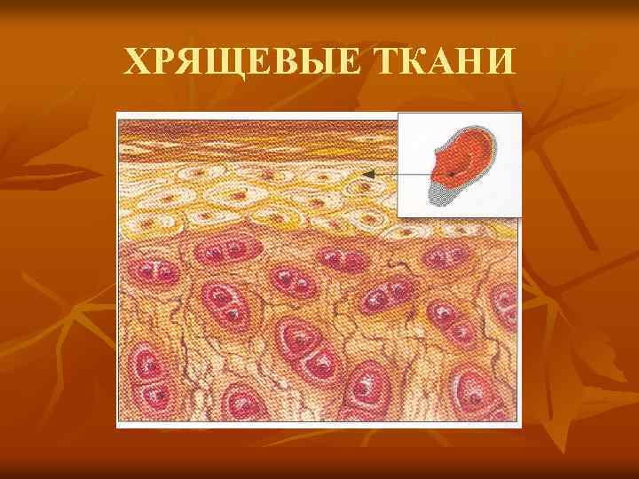 ХРЯЩЕВЫЕ ТКАНИ 