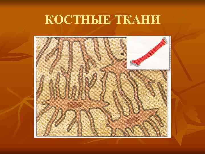 КОСТНЫЕ ТКАНИ 