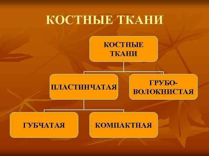 КОСТНЫЕ ТКАНИ ПЛАСТИНЧАТАЯ ГУБЧАТАЯ ГРУБОВОЛОКНИСТАЯ КОМПАКТНАЯ 