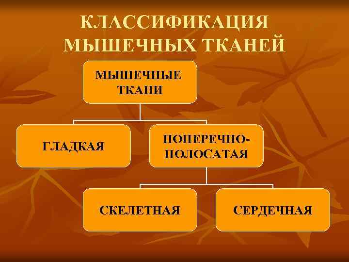 КЛАССИФИКАЦИЯ МЫШЕЧНЫХ ТКАНЕЙ МЫШЕЧНЫЕ ТКАНИ ГЛАДКАЯ ПОПЕРЕЧНОПОЛОСАТАЯ СКЕЛЕТНАЯ СЕРДЕЧНАЯ 