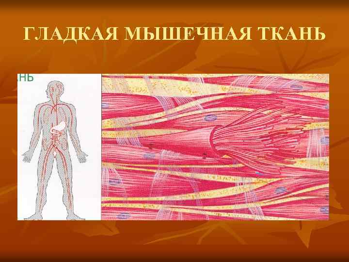 Развитие гладкой мышечной ткани