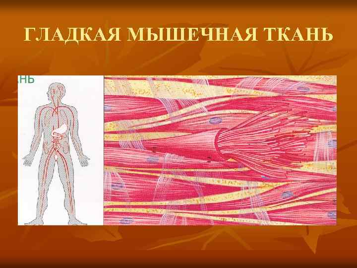 Гладкие мышцы. Гладкая мышечная ткань ткань. Гладкая ткань человека. Гладкая мышечная ткань человека. Гладкая мышечная ткань рисунок.