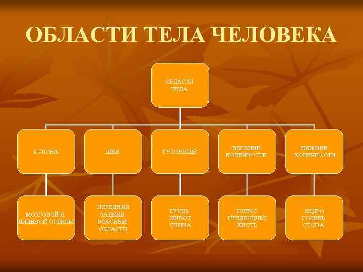 ОБЛАСТИ ТЕЛА ЧЕЛОВЕКА ОБЛАСТИ ТЕЛА ГОЛОВА ШЕЯ ТУЛОВИЩЕ ВЕРХНИЕ КОНЕЧНОСТИ НИЖНИЕ КОНЕЧНОСТИ МОЗГОВОЙ И