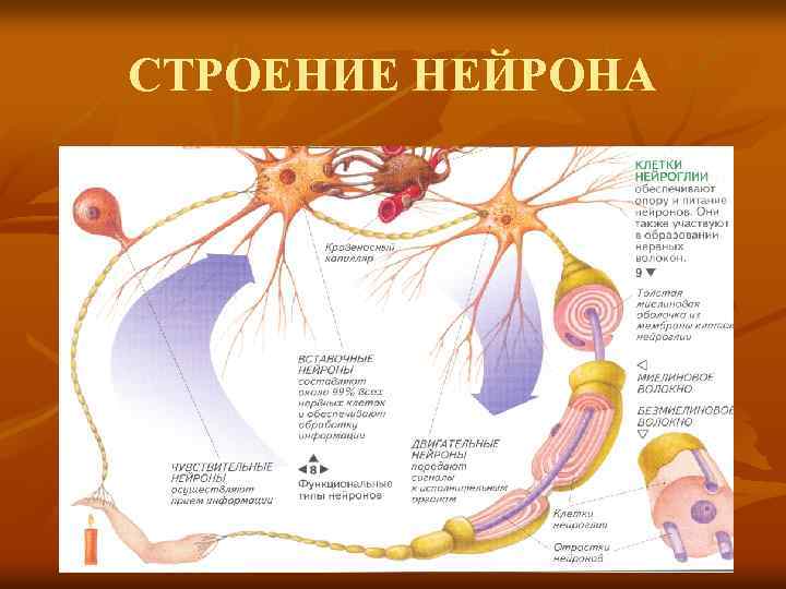 СТРОЕНИЕ НЕЙРОНА 