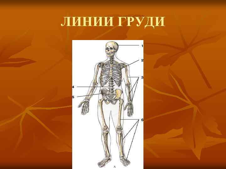 ЛИНИИ ГРУДИ 