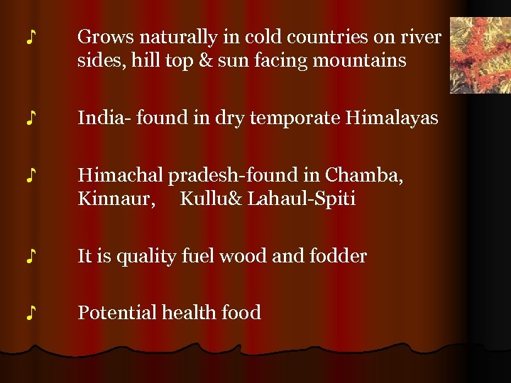 ♪ Grows naturally in cold countries on river sides, hill top & sun facing