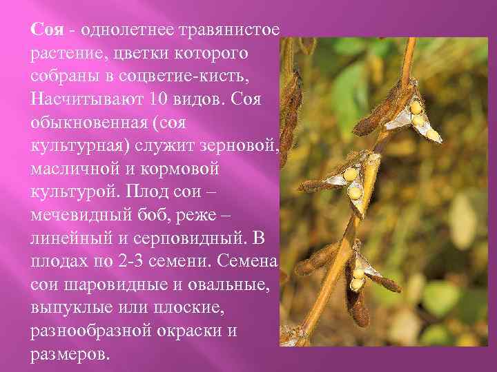 Соя - однолетнее травянистое растение, цветки которого собраны в соцветие-кисть, Насчитывают 10 видов. Соя
