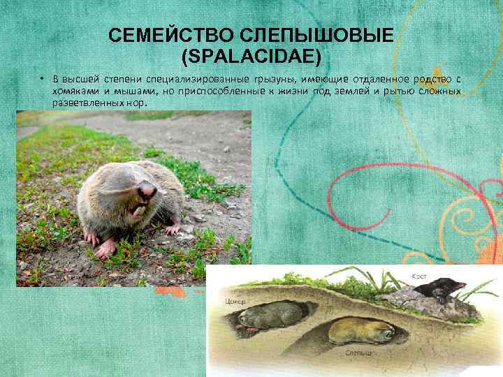 СЕМЕЙСТВО СЛЕПЫШОВЫЕ (SPALACIDAE) • В высшей степени специализированные грызуны, имеющие отдаленное родство с хомяками