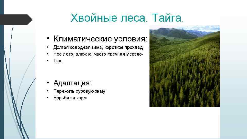 Особенности хвойного леса. Приспособленность растений в тайге. Природные зоны России Тайга климат. Климатические условия тайги. Зона хвойных лесов климат.