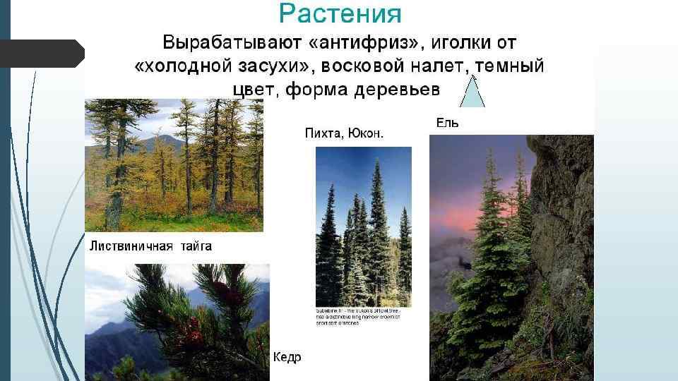 Среда обитания ели обыкновенной. Приспособление растений в тайге. Формы приспособления в тайге. Растения и природные зоны пихта. Приспособление животных и растений в тайге.