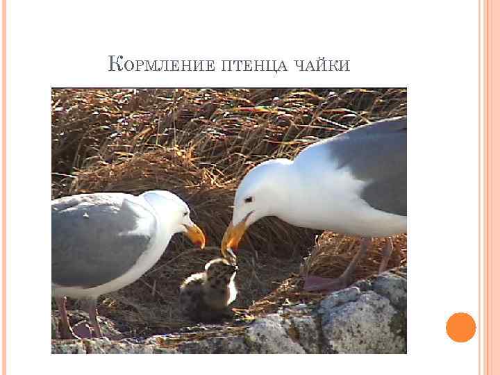 КОРМЛЕНИЕ ПТЕНЦА ЧАЙКИ 