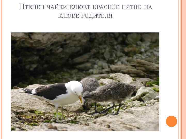 ПТЕНЕЦ ЧАЙКИ КЛЮЕТ КРАСНОЕ ПЯТНО НА КЛЮВЕ РОДИТЕЛЯ 