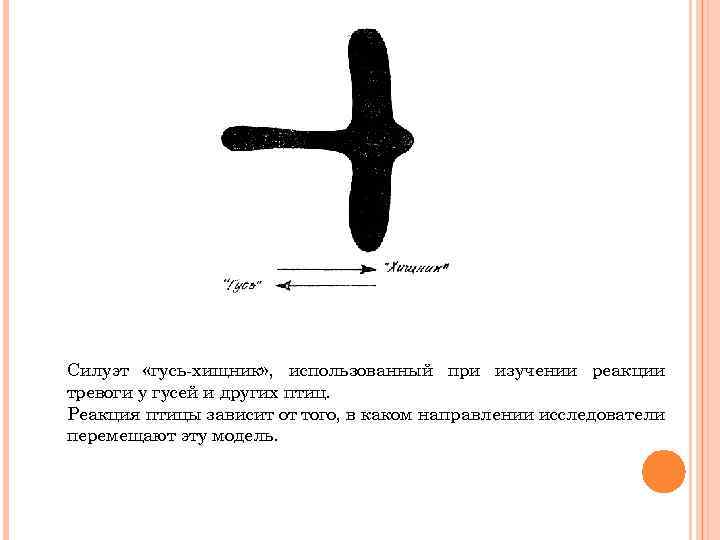 Силуэт «гусь-хищник» , использованный при изучении реакции тревоги у гусей и других птиц. Реакция