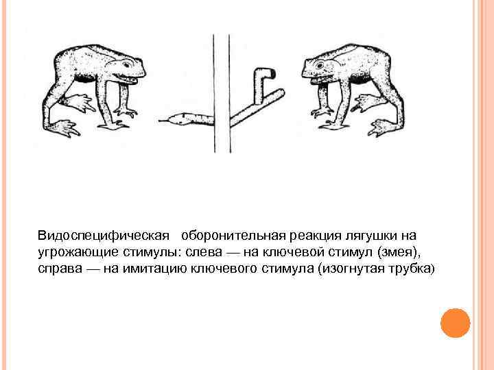 Видоспецифическая оборонительная реакция лягушки на угрожающие стимулы: слева — на ключевой стимул (змея), справа