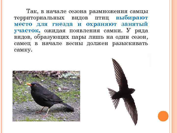 Так, в начале сезона размножения самцы территориальных видов птиц выбирают место для гнезда и