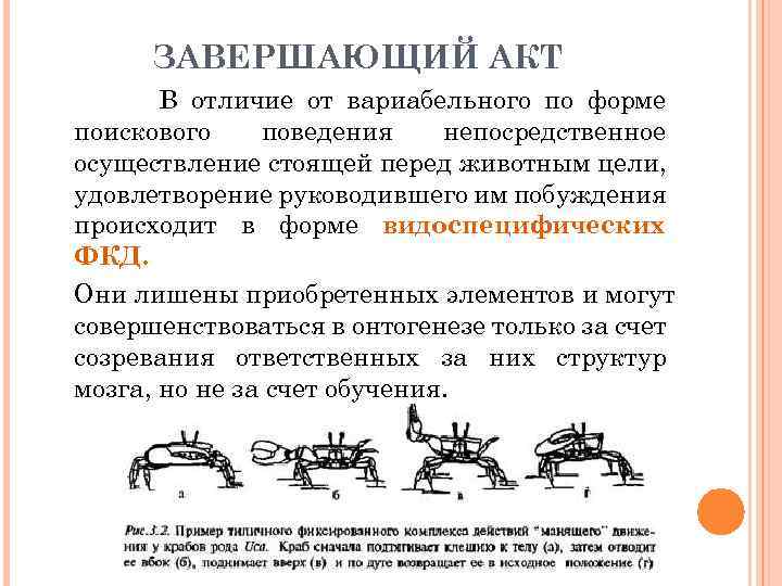 Акте отличия. Структура поведенческого акта по Лоренцу. Поведенческий акт животного это. Завершающий акт это. Поведенческий акт завершается.