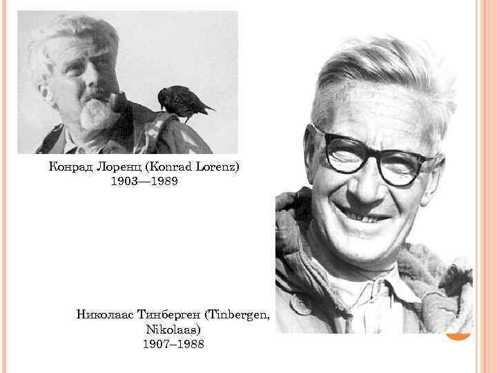 Конрад Лоренц (Konrad Lorenz) 1903— 1989 Николаас Тинберген (Tinbergen, Nikolaas) 1907– 1988 