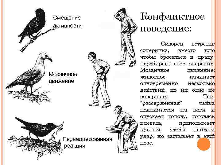 Смещение активности Мозаичное движение Переадресованная реакция Конфликтное поведение: Скворец, встретив соперника, вместо того чтобы