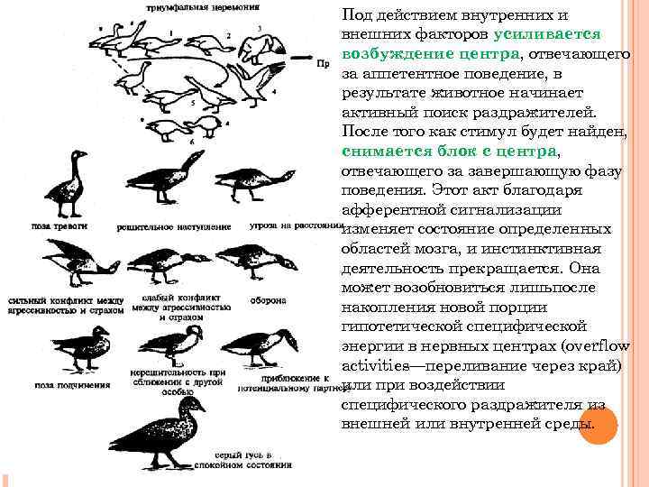 Под действием внутренних и внешних факторов усиливается возбуждение центра, отвечающего за аппетентное поведение, в