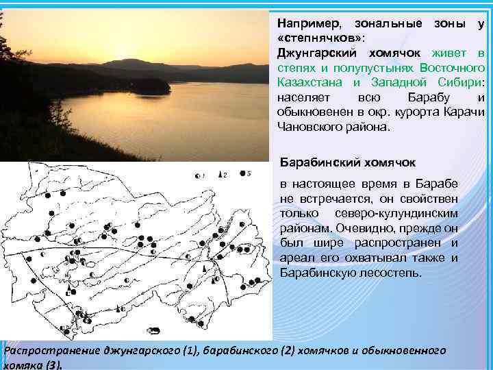 Например, зональные зоны у «степнячков» : Джунгарский хомячок живет в степях и полупустынях Восточного