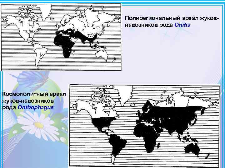 Полирегиональный ареал жуков навозников рода Onitis Космополитный ареал жуков навозников рода Onthophagus 