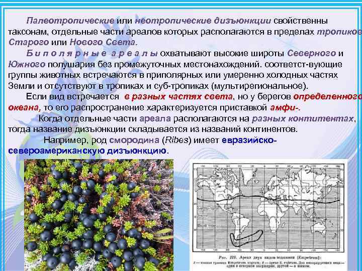 Палеотропические или неотропические дизъюнкции свойственны таксонам, отдельные части ареалов которых располагаются в пределах тропиков