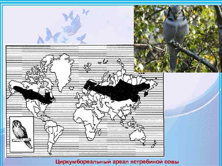 Совы ареал. Циркумбореальный Тип ареала. Дизъюнктивный ареал сумчатых млекопитающих. Дизъюнктивный ареал примеры. Ареал обитания сов.