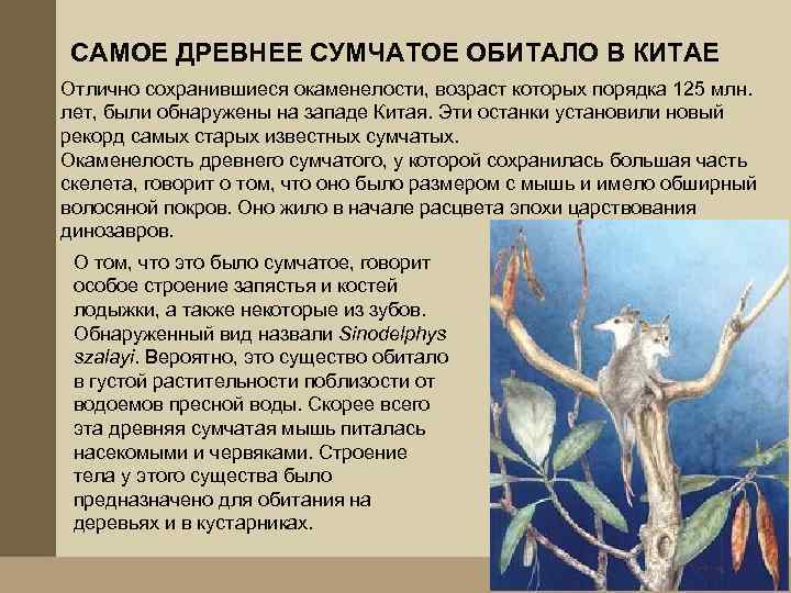 САМОЕ ДРЕВНЕЕ СУМЧАТОЕ ОБИТАЛО В КИТАЕ Отлично сохранившиеся окаменелости, возраст которых порядка 125 млн.