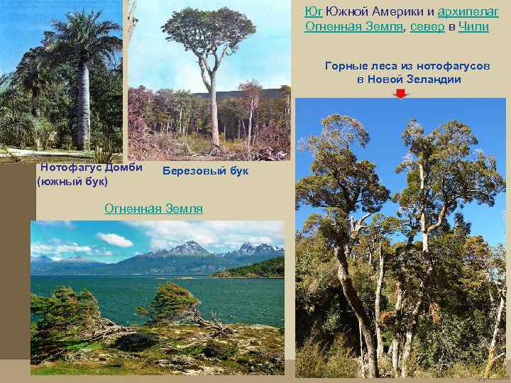 Юг Южной Америки и архипелаг Огненная Земля, север в Чили Горные леса из нотофагусов
