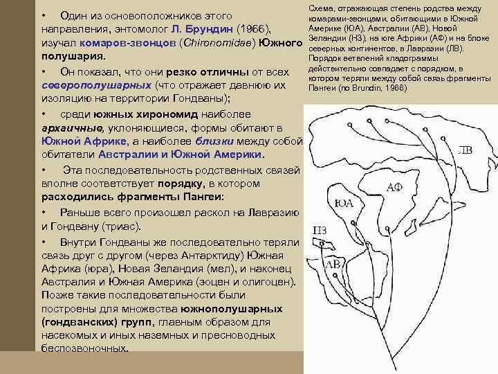 Схема, отражающая степень родства между • Один из основоположников этого комарами-звонцами, обитающими в Южной