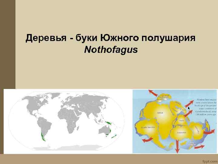 Деревья - буки Южного полушария Nothofagus 